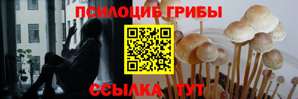 Псилоцибиновые грибы прущие грибы  Галлюциногенные грибы мицелий  Знаменск  Вход с VPN 